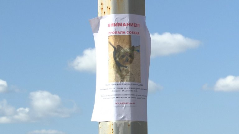 В Иркутске убитую домашнюю собаку хозяева нашли рядом с объявлением о пропаже пса